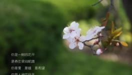 人間四月天，水泥廠里眾位“仙子”在等著與你浪漫邂逅