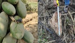 安全距離是與非！華新水泥爆破飛石遭質(zhì)疑！